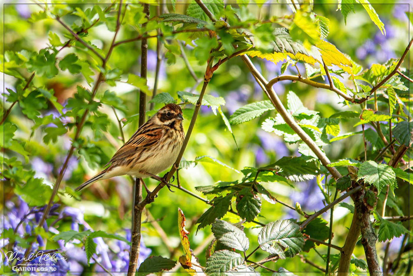 reedbunting.jpg