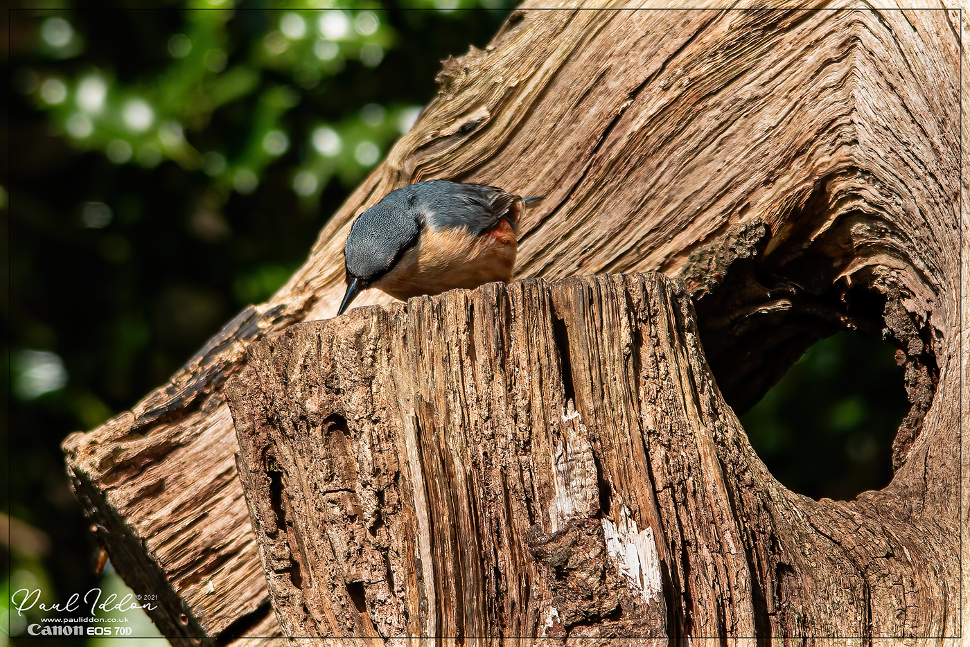 nuthatch1.jpg