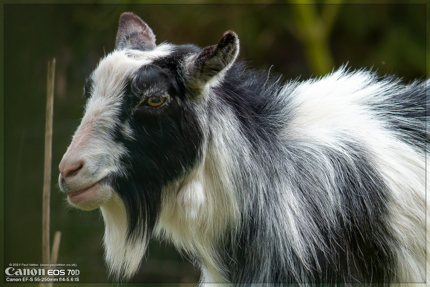 goat3_1400.jpg