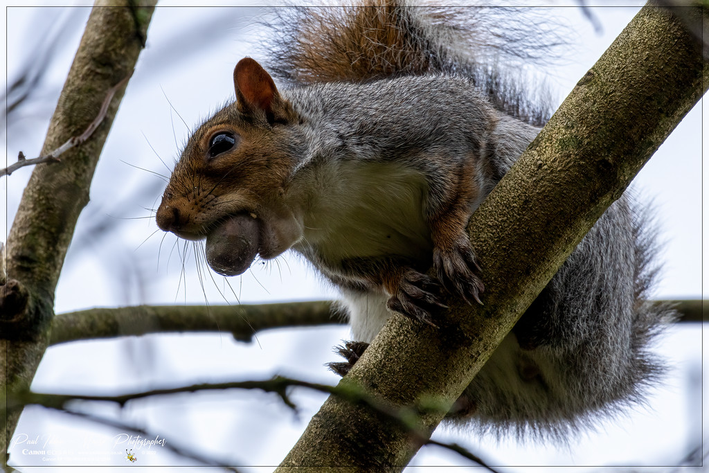 squirrel_nuts_b_nr_4k_1800-XL.jpg