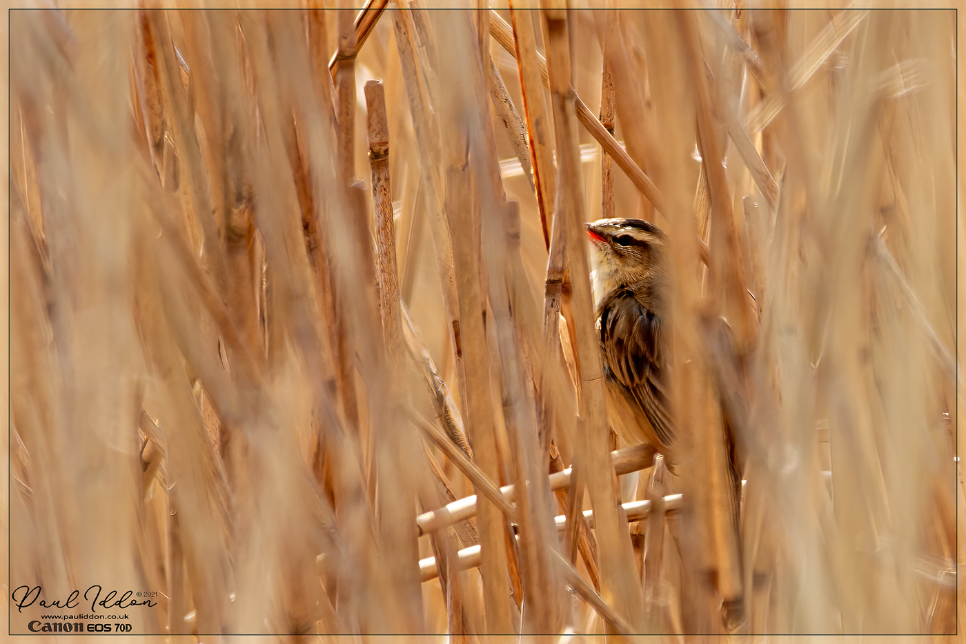 sedgewarbler.jpg