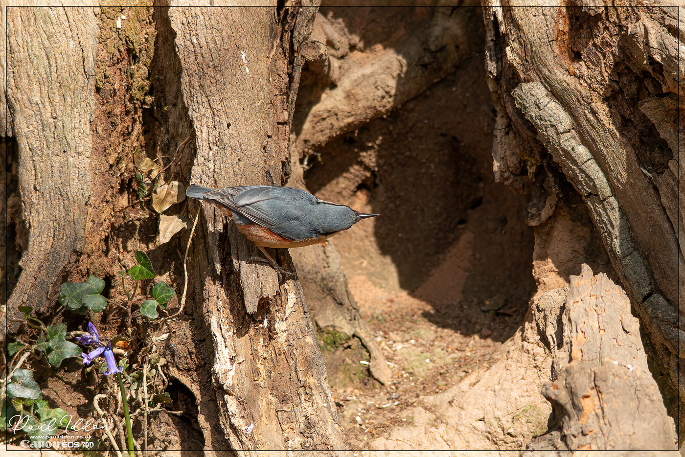 nuthatch0.jpg