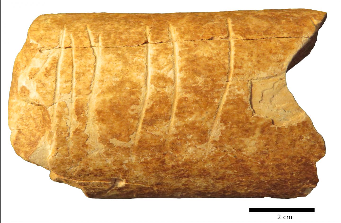 Middle Paleolithic Auroch bone, engraved